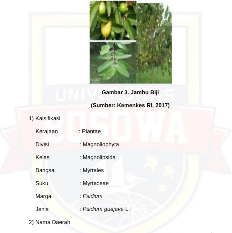 Gambar 3. Jambu Biji 