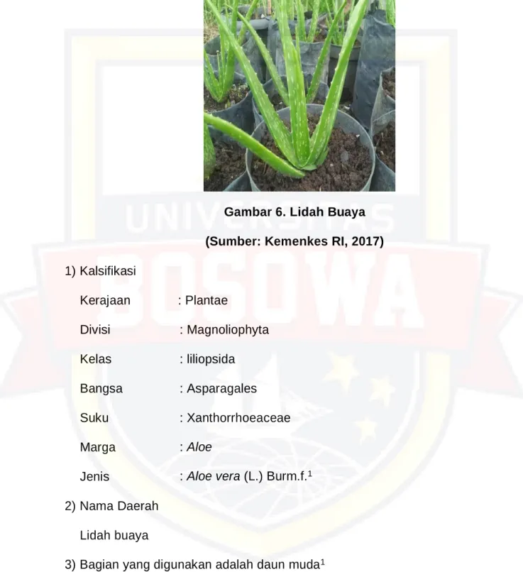 Gambar 6. Lidah Buaya 