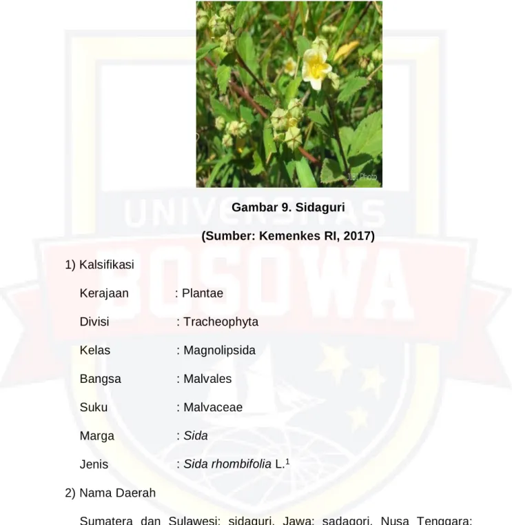 Gambar 9. Sidaguri 