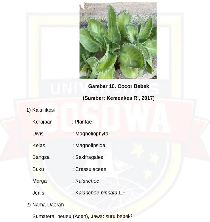 Gambar 10. Cocor Bebek 