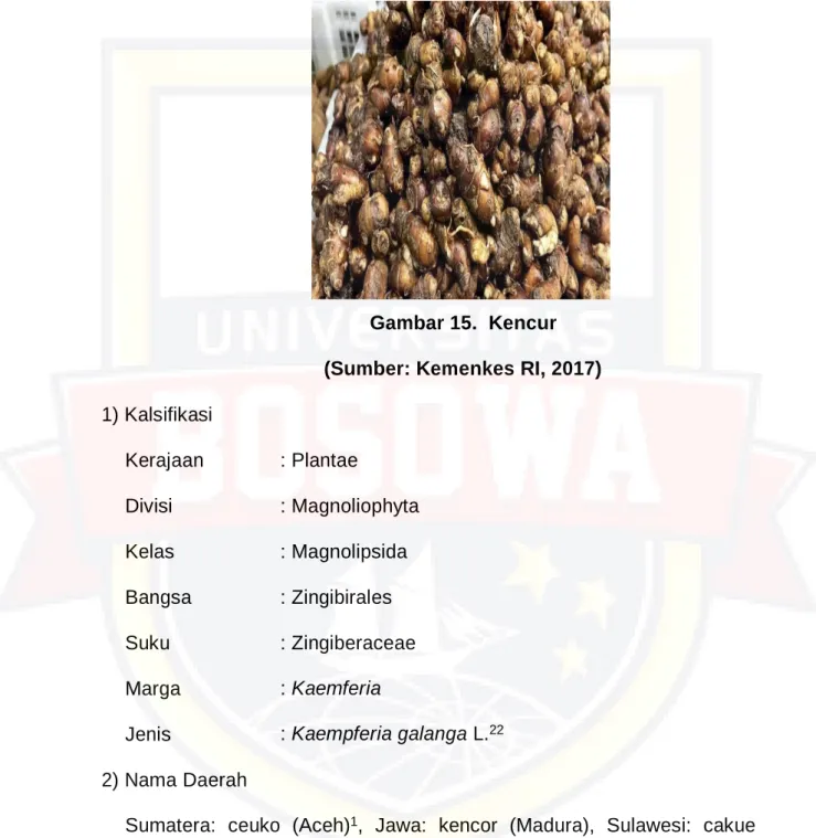 Gambar 15.  Kencur 