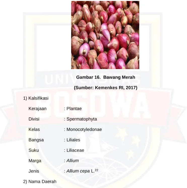 Gambar 16.  Bawang Merah 