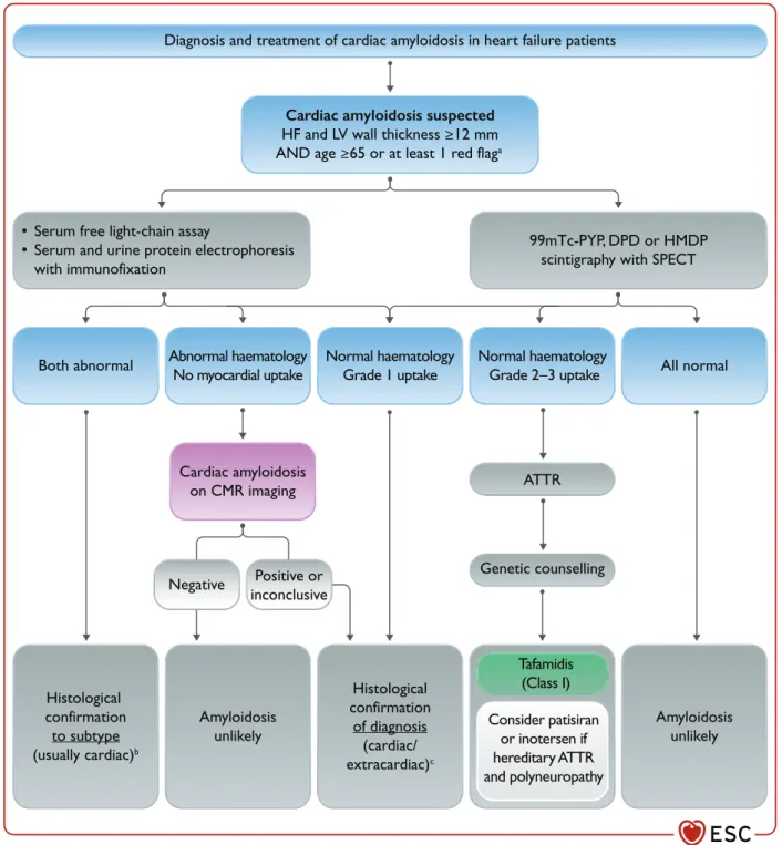Figure 21 Diagnosis and treatment of cardiac amyloidosis in heart failure patients. Based on