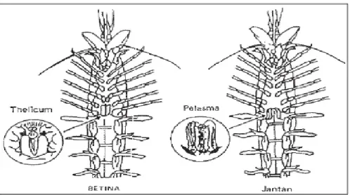 Gambar 1. 1 Organ Reproduksi Udang Jantan dan Betina (Murtidjo, 2003). Gambar 2. 2  Organ Reproduksi Udang Jantan dan Betina                 (Murtidjo, 2003)