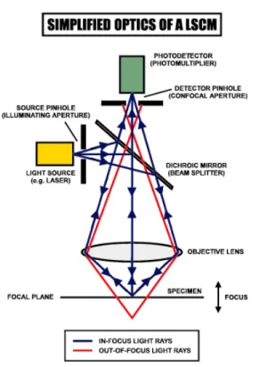Figure 2.1: Confocal microscopy system.