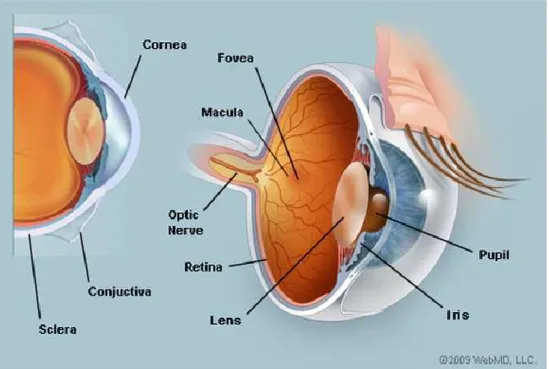 Gambar 2.1 Anatomi Mata  (Sumber: www.webmd.com) 