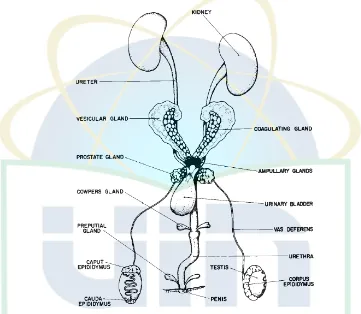 Gambar 2.3. Sistem Reproduksi Hewan Jantan, ventral view 