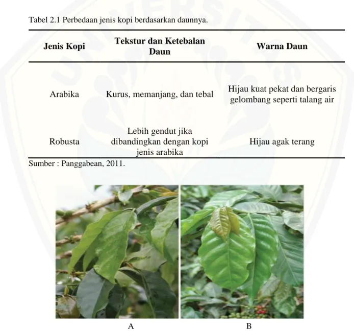 Tabel 2.1 Perbedaan jenis kopi berdasarkan daunnya. 