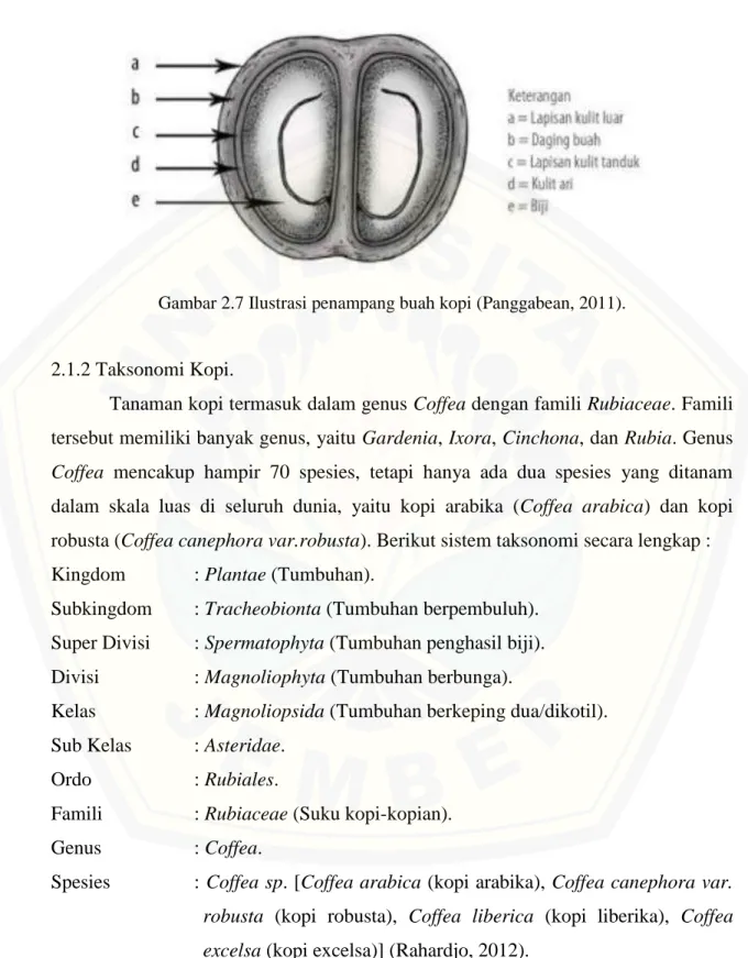 Gambar 2.7 Ilustrasi penampang buah kopi (Panggabean, 2011). 