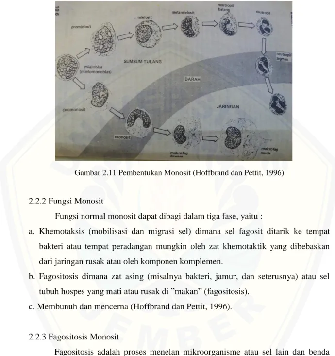Gambar 2.11 Pembentukan Monosit (Hoffbrand dan Pettit, 1996) 
