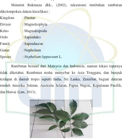 Gambar 1. Daun Rambutan (Nephelium lappaceum L.) (Dokumentasi pribadi) 
