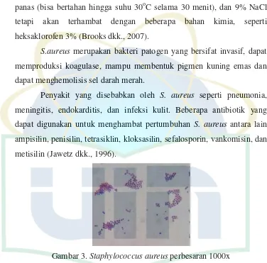 Gambar 3. Staphylococcus aureus perbesaran 1000x  