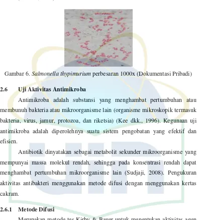 Gambar 6. Salmonella thypimurium perbesaran 1000x (Dokumentasi Pribadi) 