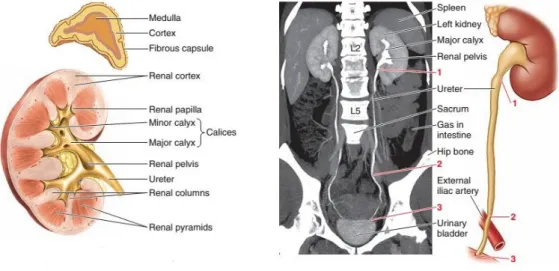 Gambar 1. Anatomi Struktur Internal dari ginjal dan Perjalanan Ureter. 5  Pada saat kedua ureter memasuki vesica urinaria mereka berjarak sekitar 5  cm