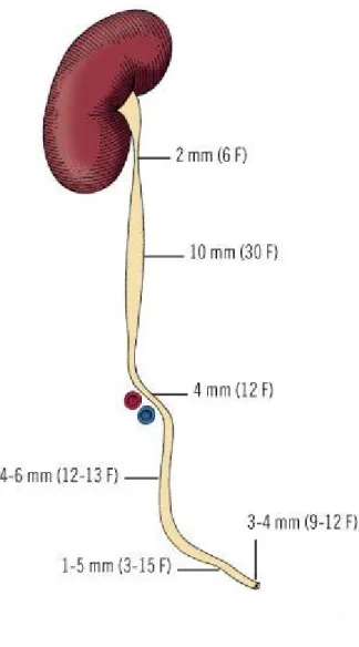 Gambar 2. Diameter Lumen Ureter pada Masing-Masing Lokasi Penyempitan. 6 Reseptor  nyeri  pada  traktus  urinarius  bagian  atas  berperan  dalam  persepsi  nyeri  dari  kolik  renalis