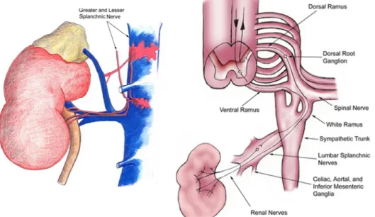 Gambar 3. Innervasi Ginjal dan Ureter. 7