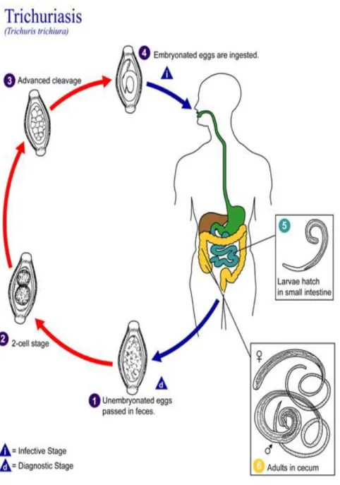 Gambar 6. Siklus hidup Tricuris triciura (Sumber : CDC, 2013). 