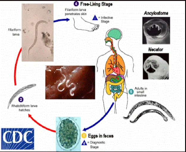 Gambar 8. Siklus hidup Hookworm (Sumber : CDC, 2013). 