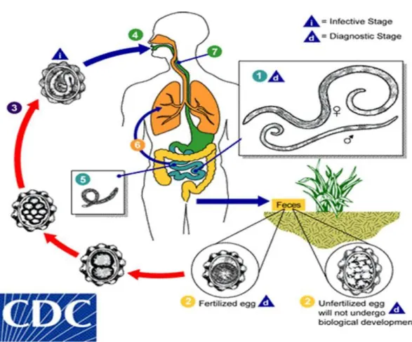 Gambar 3. Siklus hidup Ascaris lumbricoides (Sumber : CDC, 2018). 