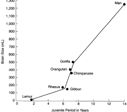 Figure 4.3.  The brain sizes of  various primates and humans as a function of  the  length  of  the juvenile period