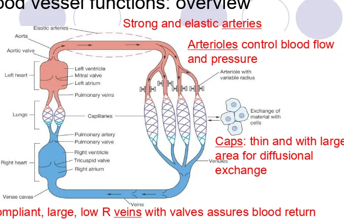 Figure 15-1: Functional model of the cardiovascular system 