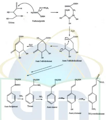 Gambar 2.2. Jalur asam sikhimat dalam biosintesa fenilpropanoid untuk menghasilkan etilp-metoksisinamat (Bangun, 2011).