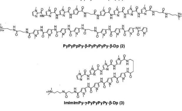Figure 3: Heterodimeric polyamide couple  ImImImPy-~ -PylmImIm-~-Dp, PyPyPyPy-~-PyPyPyPy- ~.Dp 