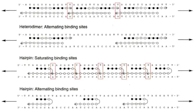 Figure 4:  Ball and stick models of proposed binding modes for heterodimer and hairpin polyamides