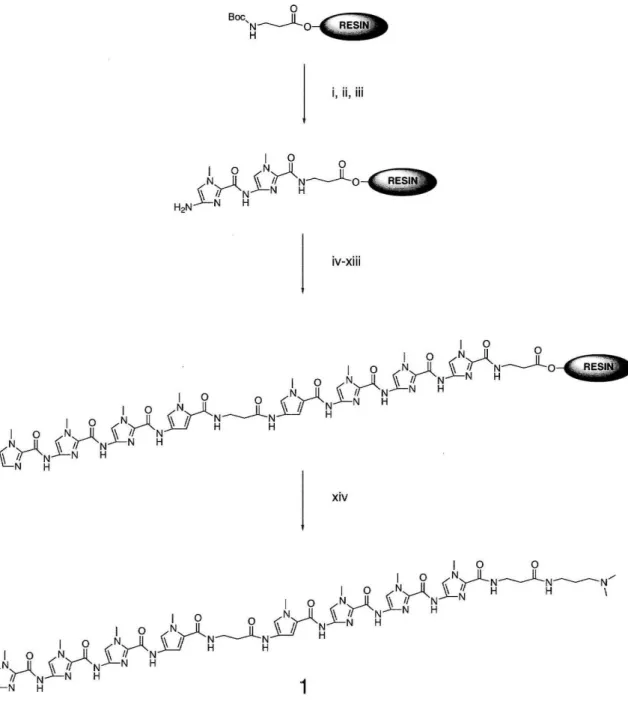 Figure 5: Sythetic outline for  ImlmlmPy~Pylmlmlm~Dp,  (i)  BO%TFAlDCM/O.5M PhSH ; (ii) BoclmlmCOOH ,  DCC,  HOBt, DMF,  DIEA; (iii)  BO%TFAlDCM/O .5M  PhSH;  (iv)  BocPylmCOOH,  DCC, HOBt, DMF,  DIEA ; (v)  BO%TFAlDCM/O.5M  PhSH; (vi)  Boc-~-Al a ,  DCC, 