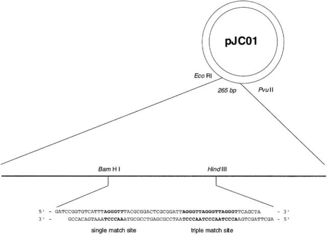 Figure 7:  Oligonucleotide insert into pUC19 to create plasmid pJCOl showing single and triple  binding sites 