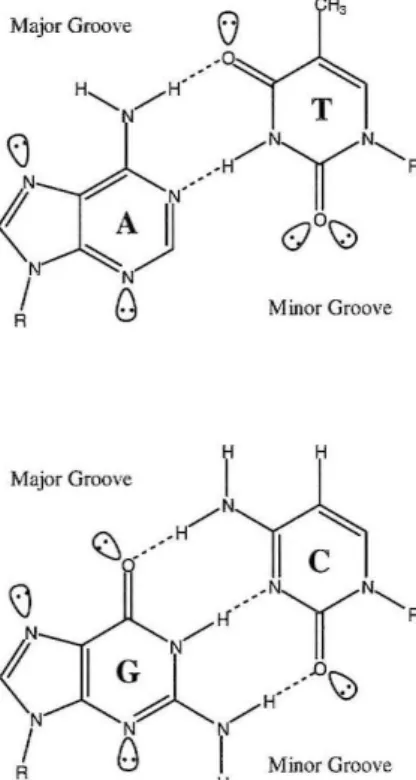 Figure 1: Watson-Crick base  pairs sbowing major and  minor groove H-bonding  patterns 