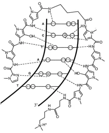 Figure 2:  Schematic representation of the polyamide  ImPyHpPy-y-ImPyHpPy-~-Dp  recognizing 5' - -TGATCA-3' 
