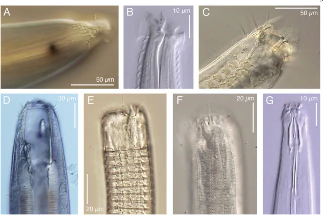 Figure 3: Example of divergence of nematode anterior morphology  