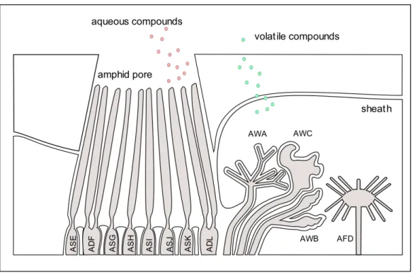 Figure 8: Closeup of amphid sensory openings in C. elegans. Adapted from Bargmann, C.I
