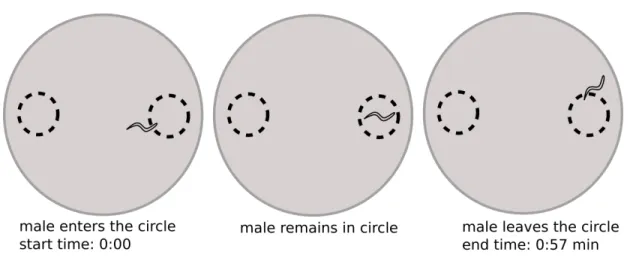 Figure  7:  Calculating  worm  events:  start  time  when  the  worm  enters  the  circle,  end  time  when  the  worm  leaves the circle 