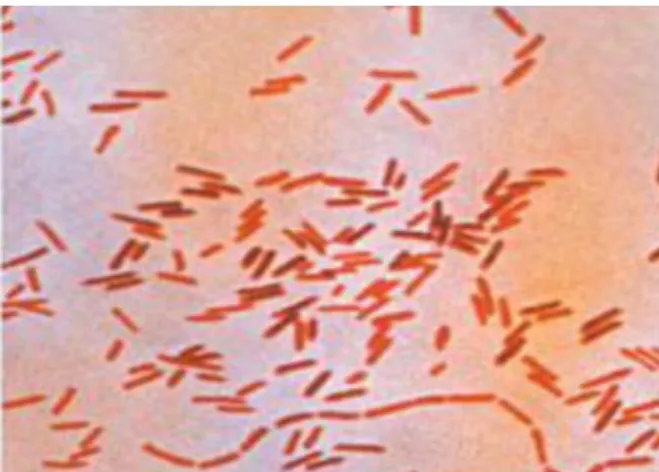 Gambar 2.1 Bakteri Salmonella sp (Sumber : Karlina, 2012)  Karakterisasi morfologi bertujuan untuk mengamati baik morfologi  koloni  maupun  morfologi  sel  bakteri  pada  isolat  bakteri  yang  telah  lolos  seleksi