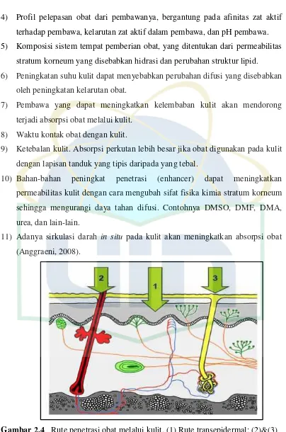 Gambar 2.4Rute penetrasi obat melalui kulit. (1) Rute transepidermal; (2)&(3)Rute transappendageal.[Sumber : www.skin-care-forum.basf.com]