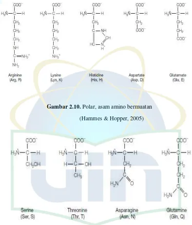 Gambar 2.10. Polar, asam amino bermuatan 