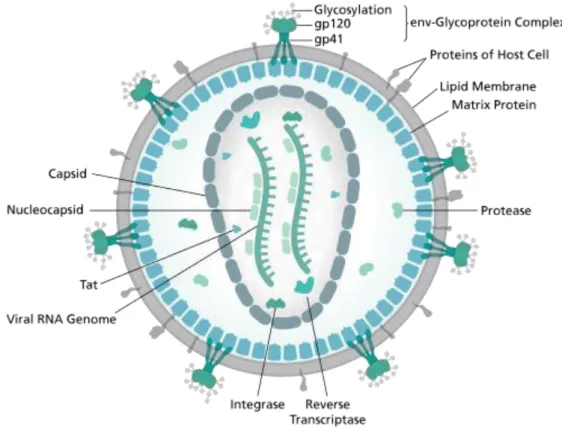                                     Gambar 1. Diagram Virus HIV  9   
