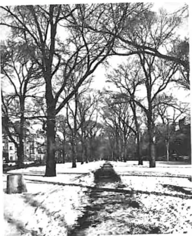 FIG. 21. Commonwealth Avenue 