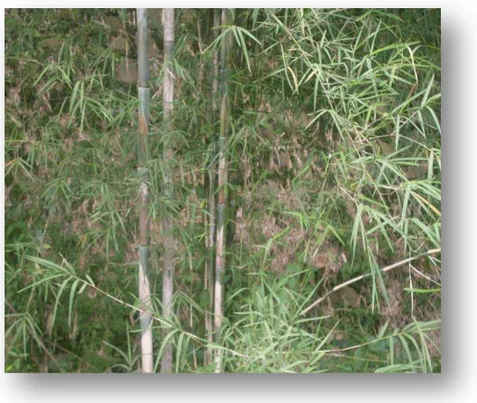 Gambar 3. Bambu Talang  