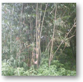 Gambar 5. Bambu Kuning (Bambusa vulgaris) 