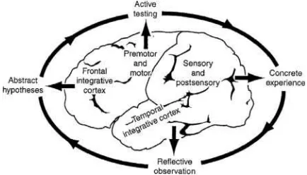 FIGURE 1The experiential learning cycle and regions of the cerebralcortex (reproduced from Kolb & Kolb, 2005).
