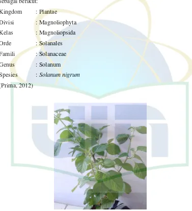 Gambar 2.1 Tanaman Leunca (Solanum nigrum) 