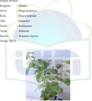 Gambar 2.1 Tanaman Leunca (Solanum nigrum) 