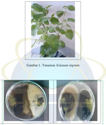 Gambar.1. Tanaman Solanum nigrum 
