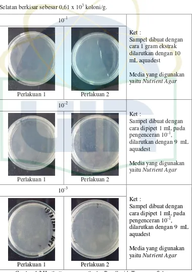 Gambar 4.2 Hasil uji cemaran mikroba P. pellucida Tangerang Selatan 