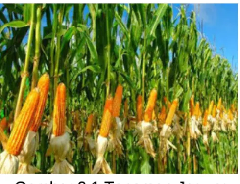 Gambar 2.1 Tanaman Jagung 