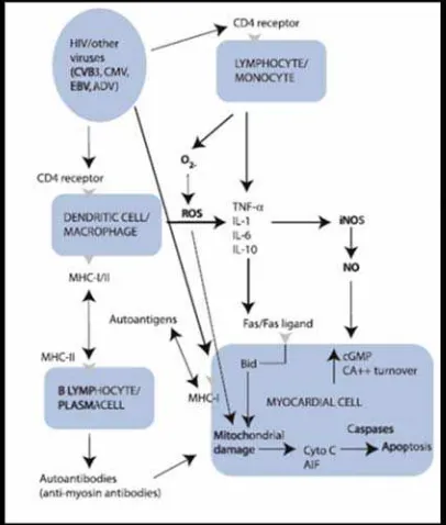 Gambar 2. Mekanisme kardiomiopati pada HIV. 9 