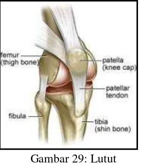Gambar 29: Lutut  
